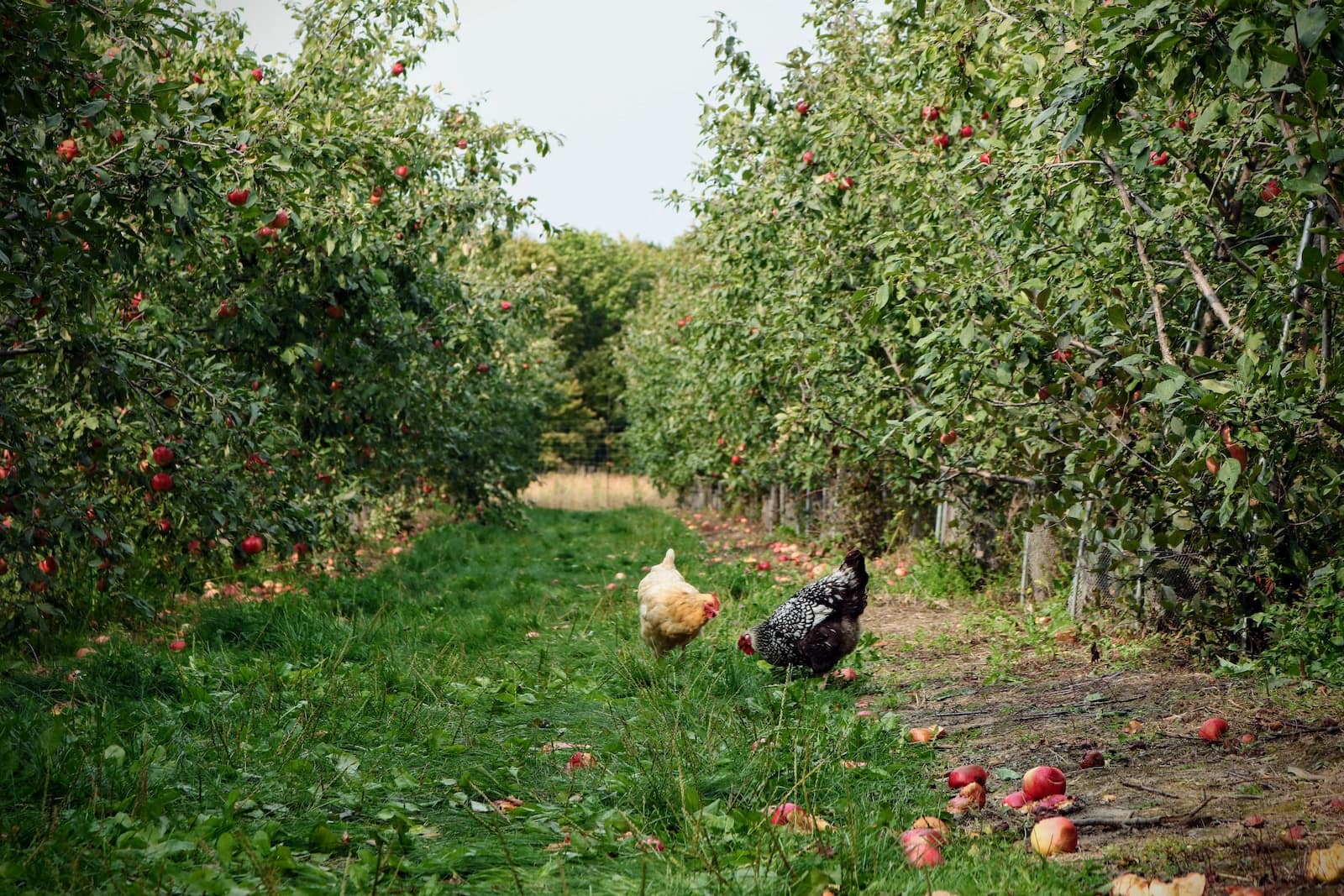 How Long Do Chickens Live And What Affects Their Lifespan