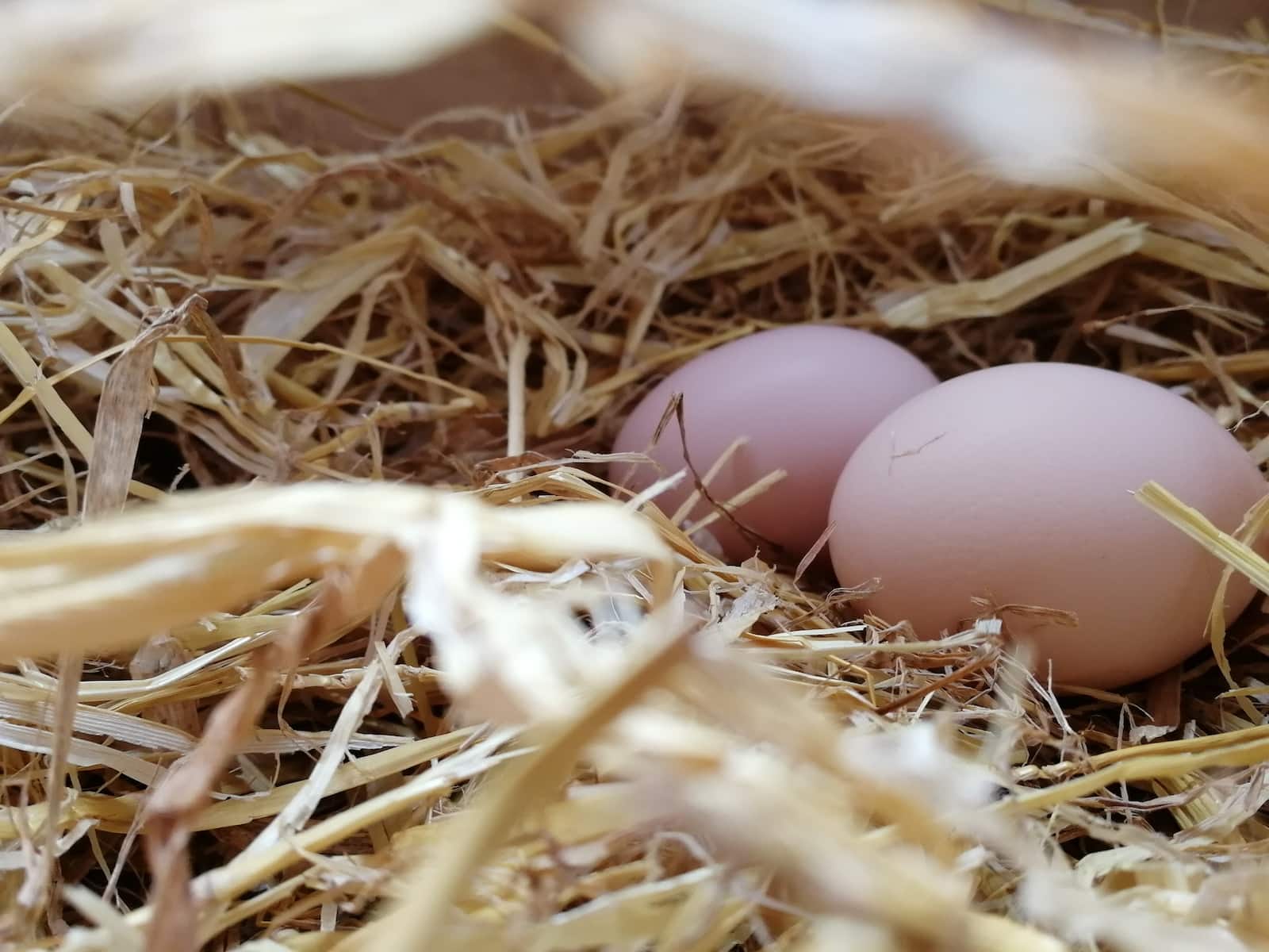 Why Do Chickens Eat Their Eggs: Unraveling the Mystery