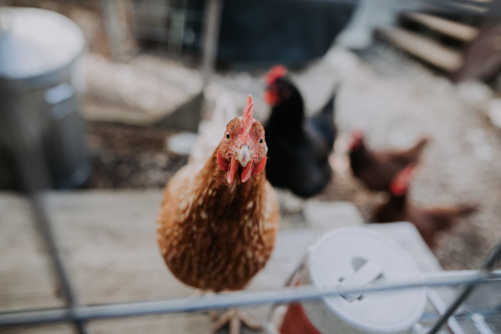 How Do Chickens Get Coccidiosis: Essential Facts and Prevention Tips