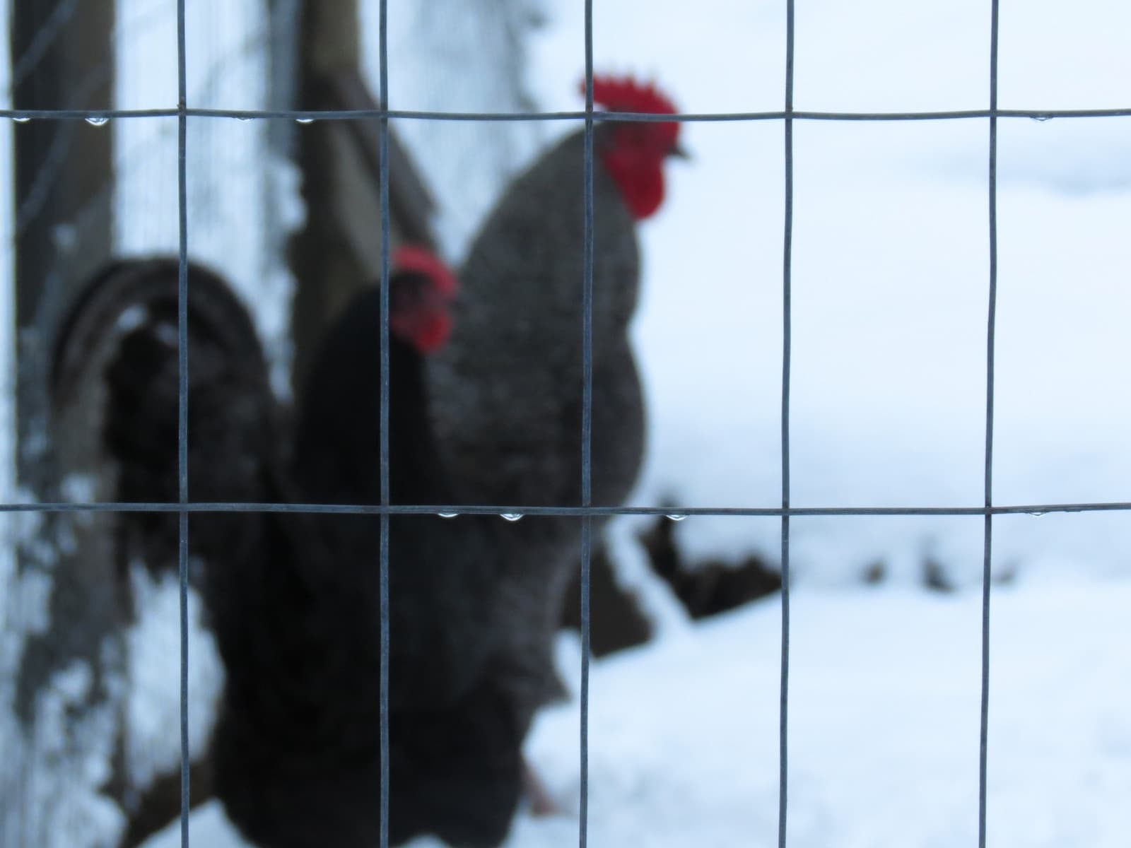 How Do Chickens Stay Warm in Winter: Expert Tips for Poultry Care