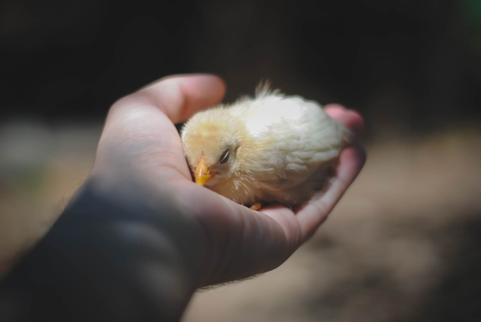 How Fast Do Chickens Grow: A Comprehensive Growth Guide