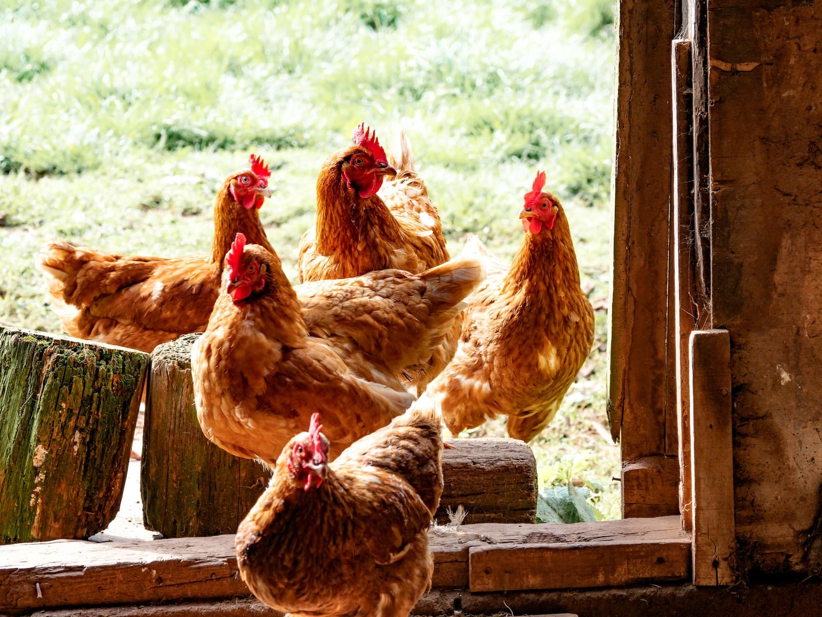 How Do Chickens Mate: A Comprehensive Guide to Their Reproductive Process