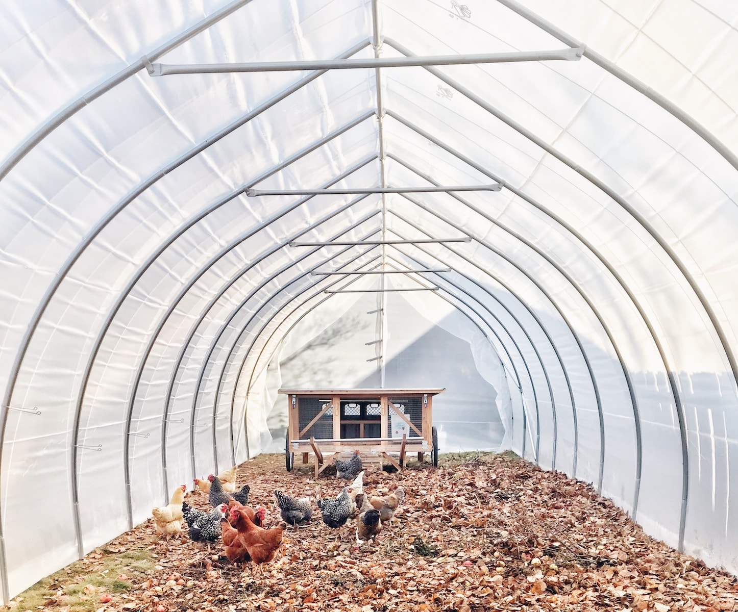 5 Best Chicken Coop Ventilation Systems: Product Reviews, Importance and Tips