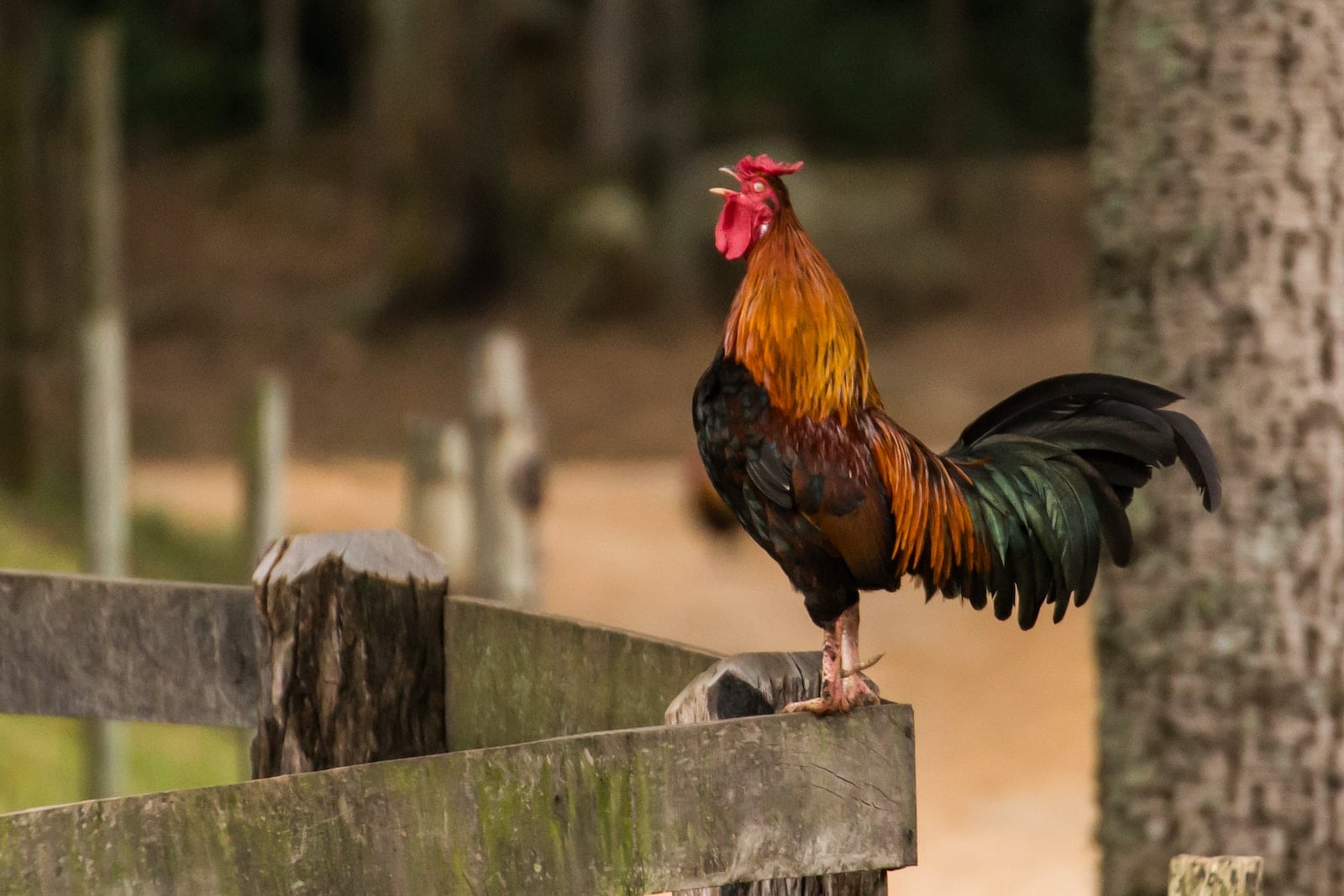 The Science Behind Chicken Vocalization