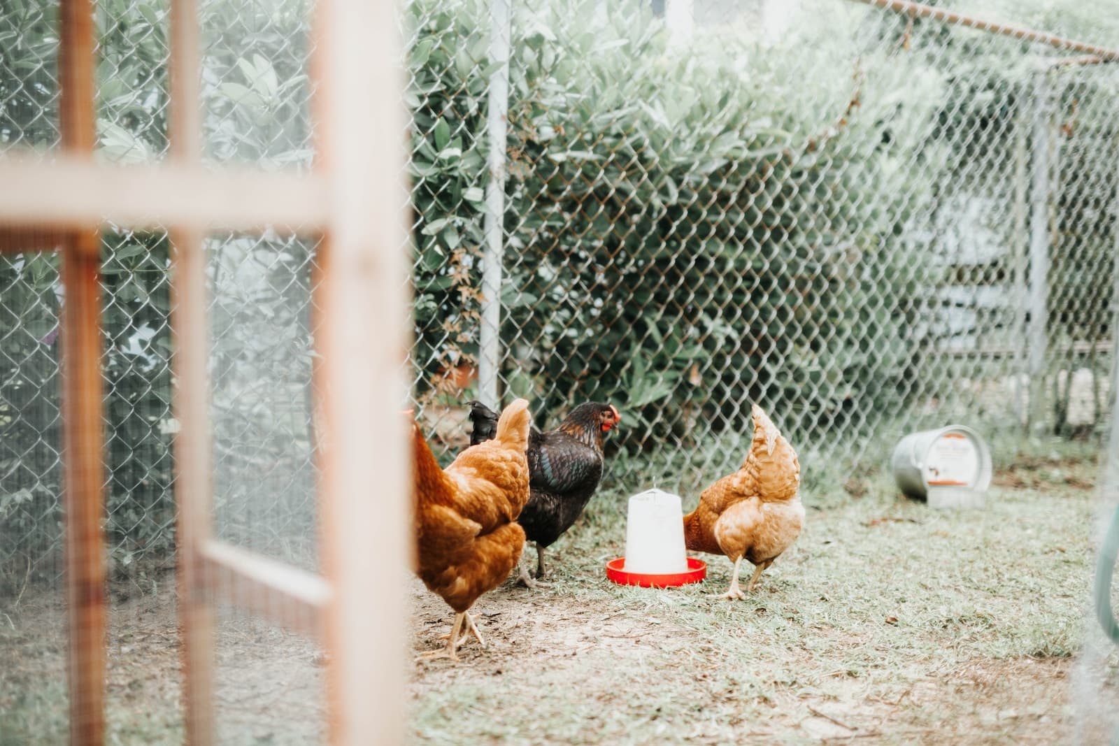 How to Start a Chicken Coop: Beginner’s Guide to Raising Backyard Chickens