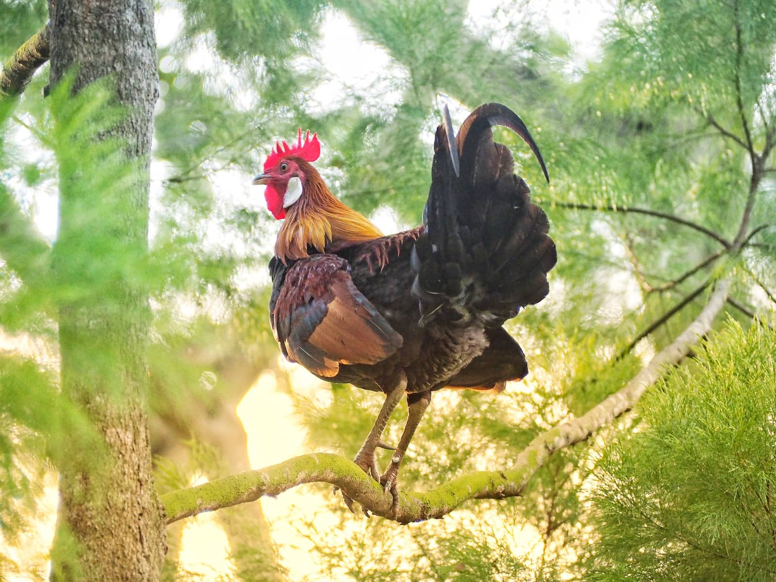 How Do Roosters Fertilize Eggs?