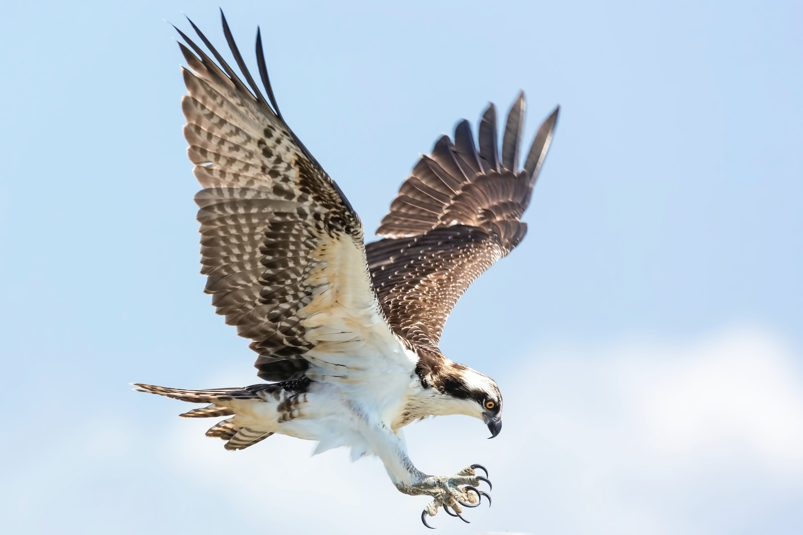 How to Keep Hawks Away from Chickens: Effective Methods