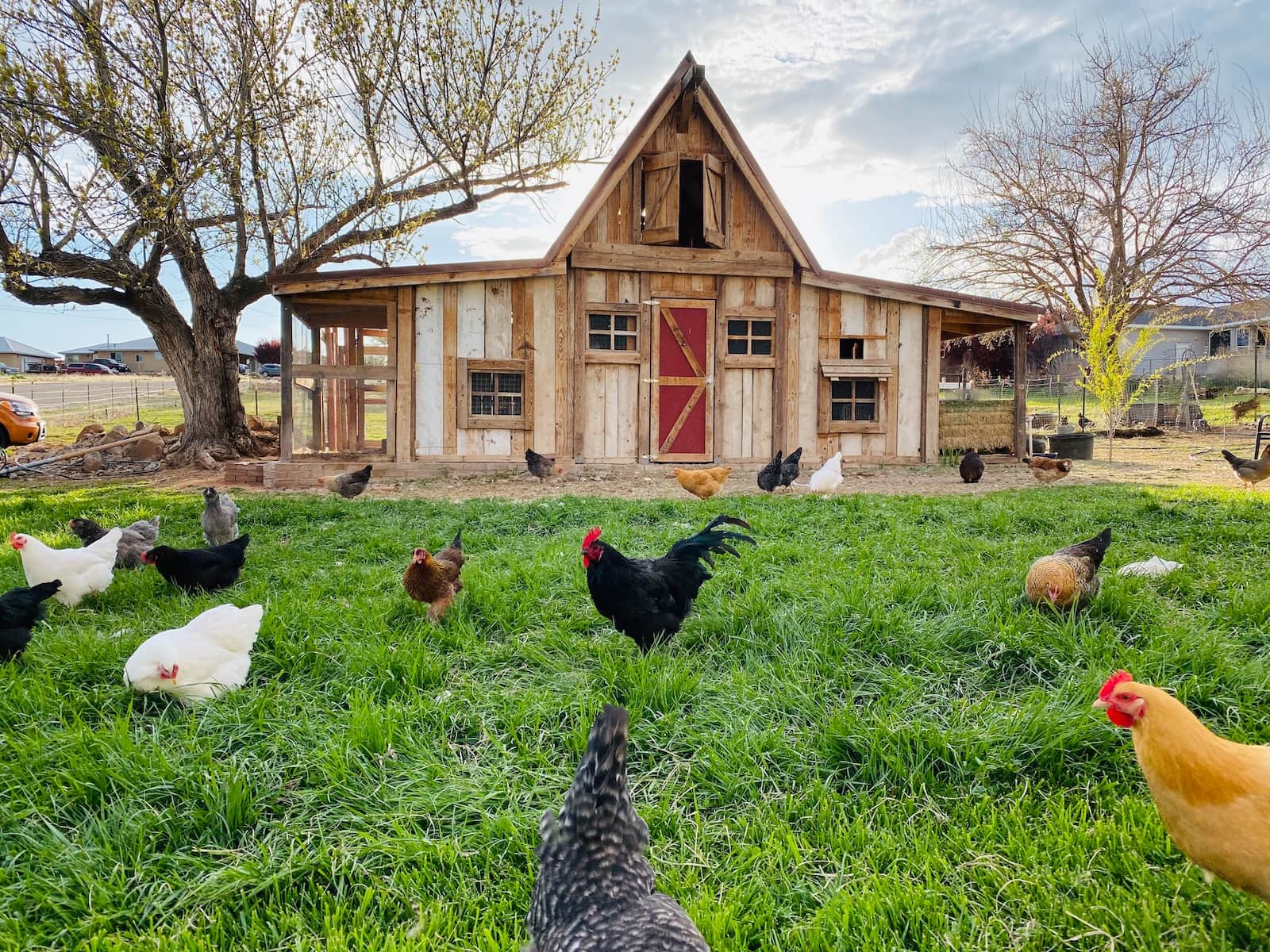 How Much Space Does a Chicken Need: A Guide to Proper Coop Size