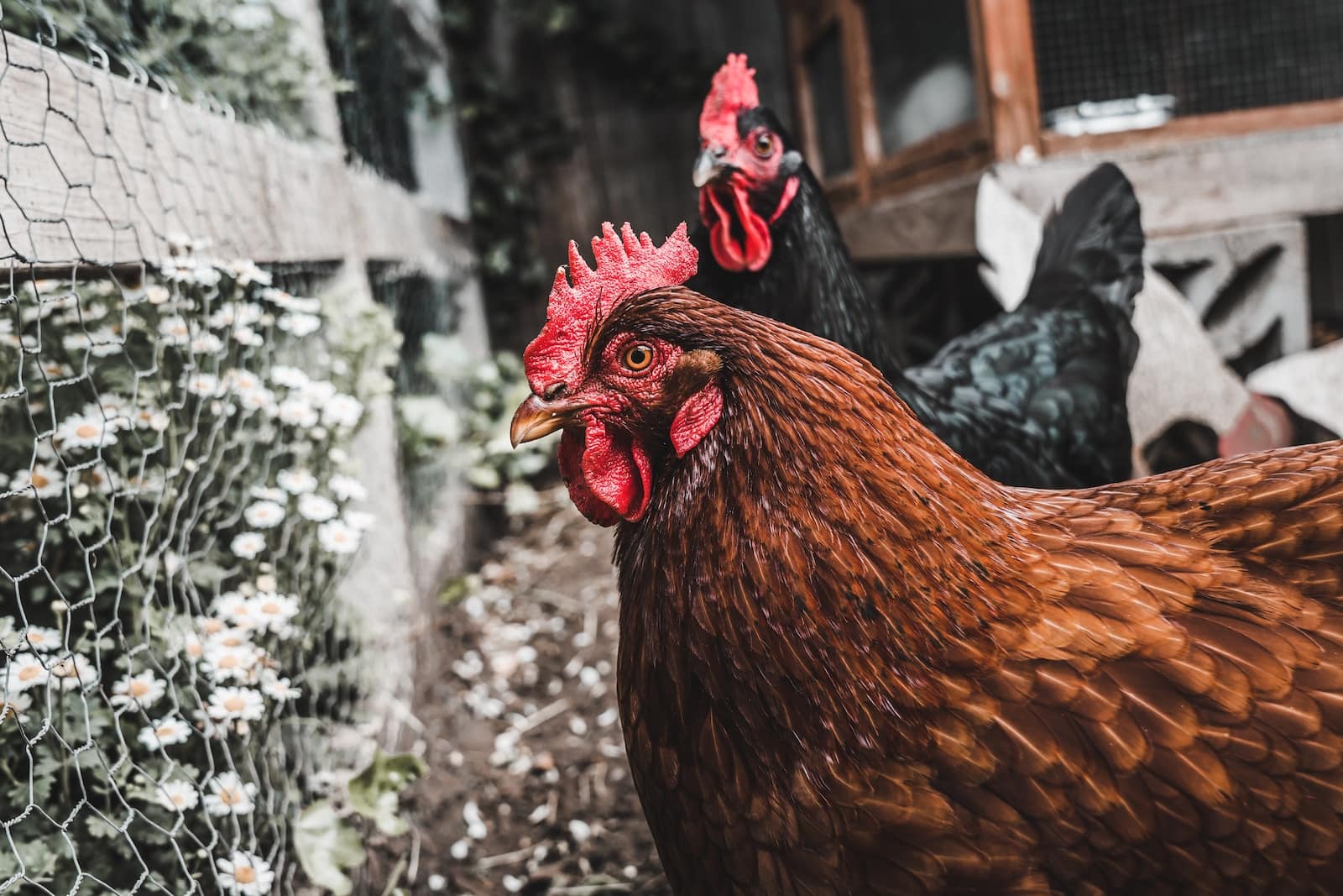 brown hen standing on gray concrete floor