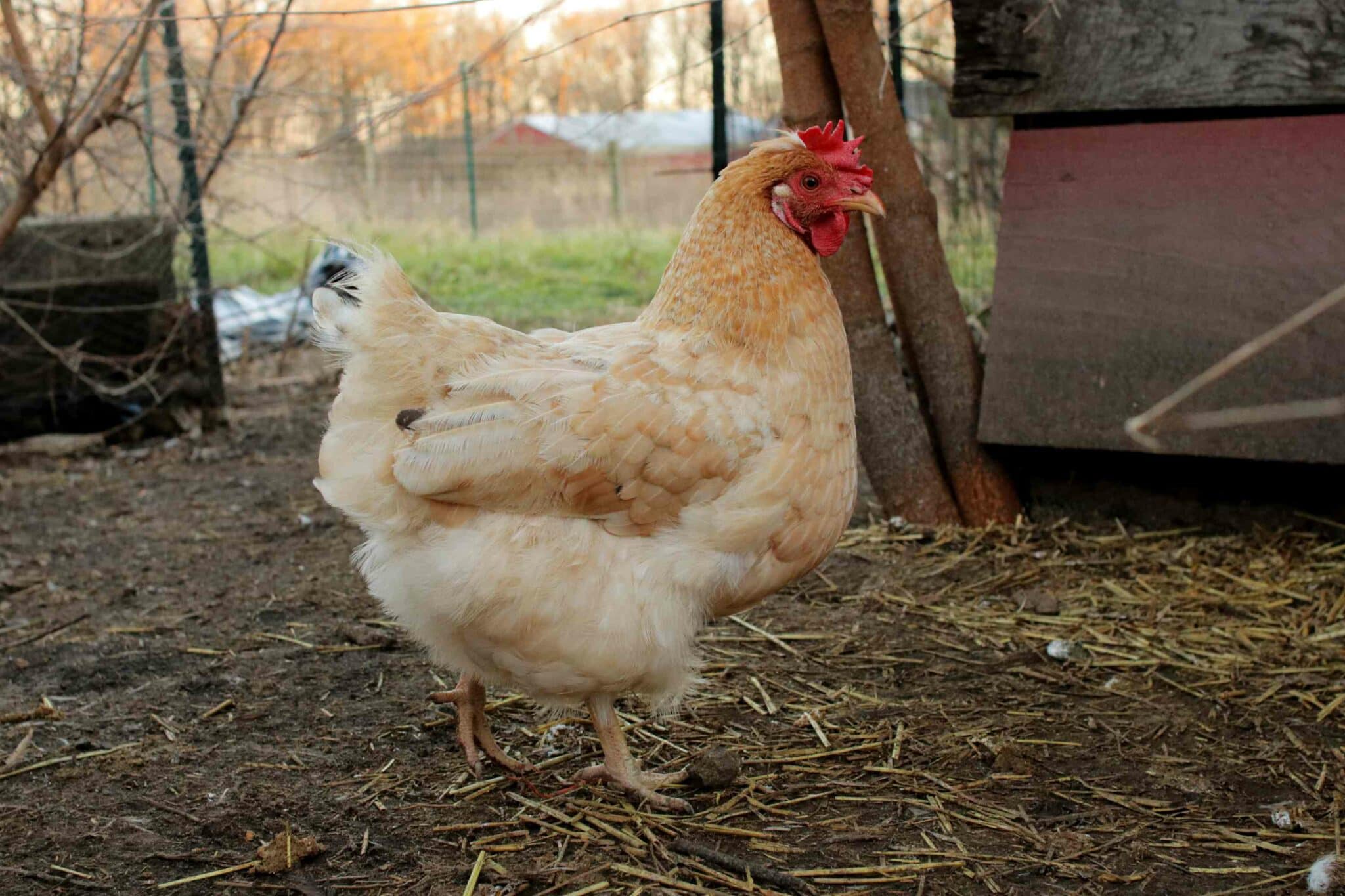 Chicken breeds - Raise Chickens Right