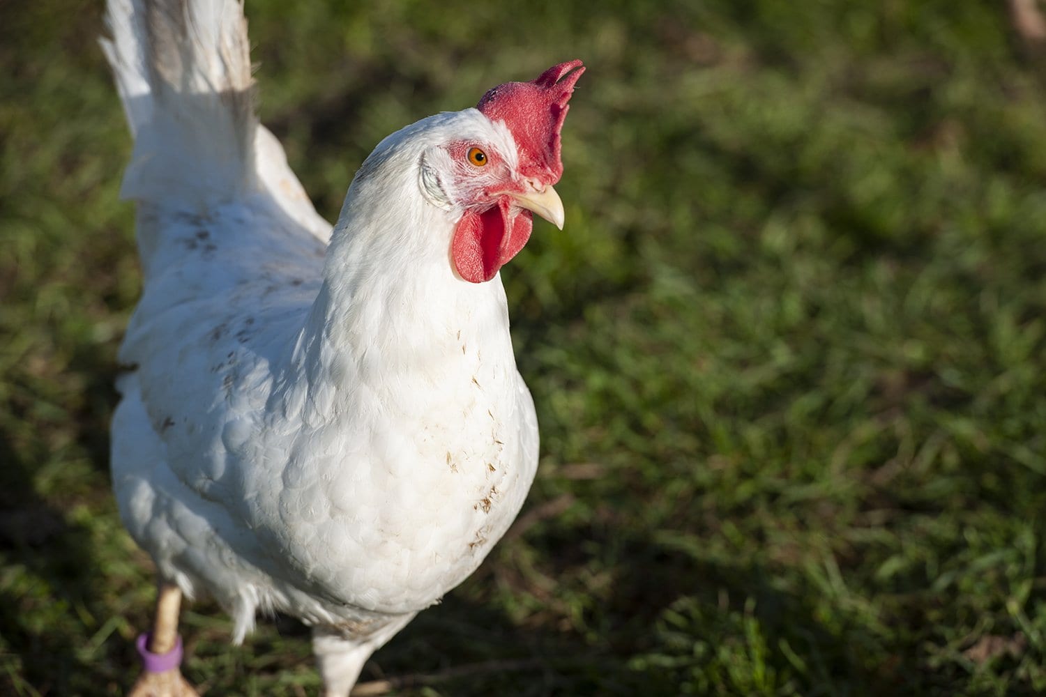 Leghorn Chicken 101: All You Need to Know