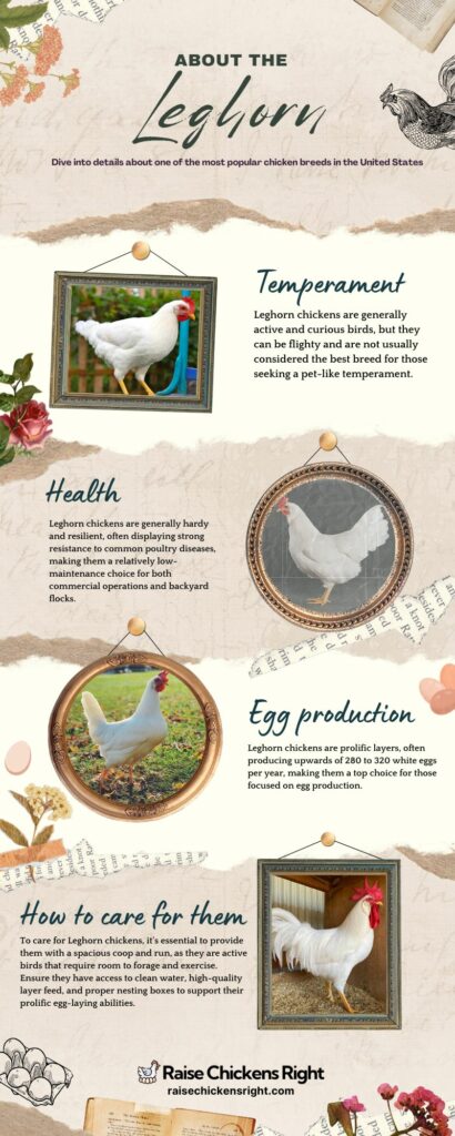 Leghorn Chicken 101: All You Need to Know - Raise Chickens Right