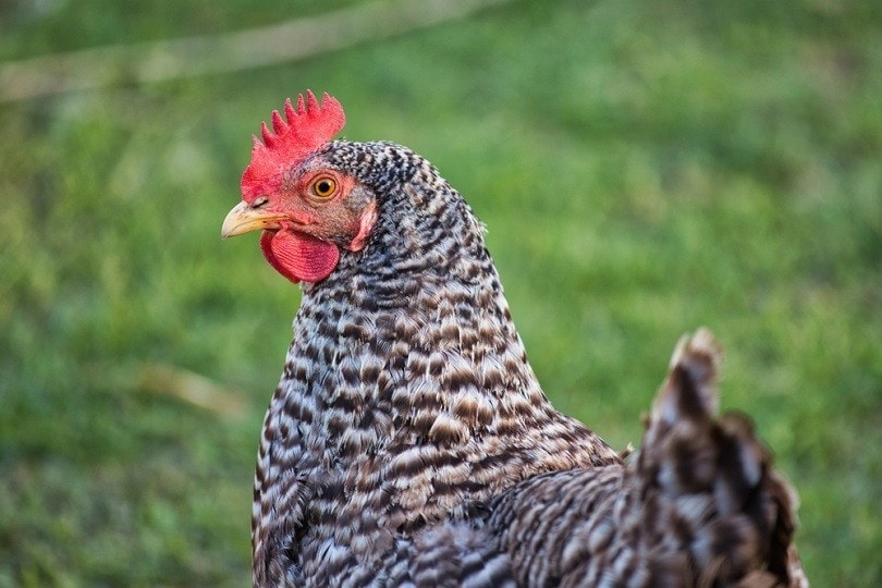 The Complete Guide to Plymouth Rock Chickens: America’s Heritage Bird