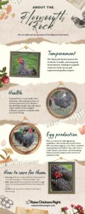 The Complete Guide to Plymouth Rock Chickens: America's Heritage Bird