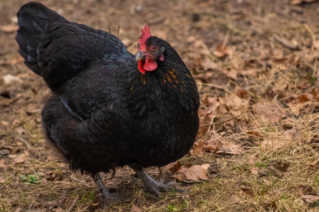 All You Need to Know About Raising Australorp Chickens: A Comprehensive Guide