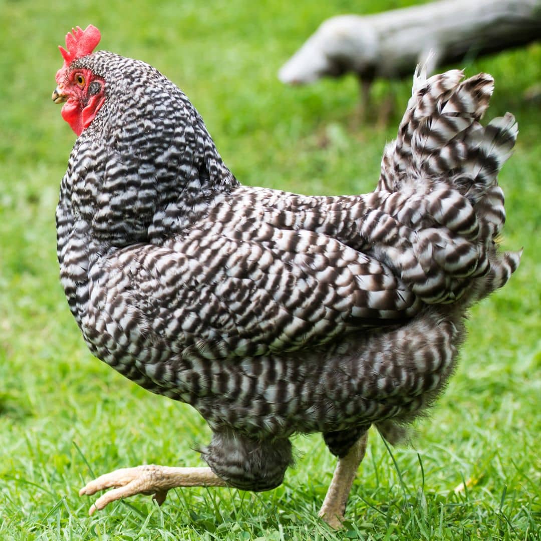 Chicken breeds - Raise Chickens Right