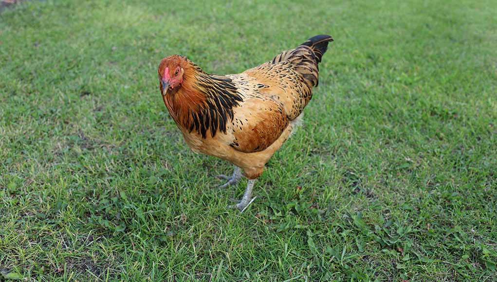 The Complete Guide to Raising Easter Egger Chickens: Insights from a 30-Year Farmer