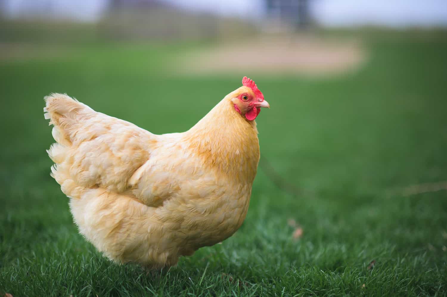 All About Orpington Chickens: Characteristics, Care, and Egg Production