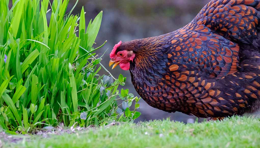 All About the Wyandotte Chicken: Comprehensive Care Guide