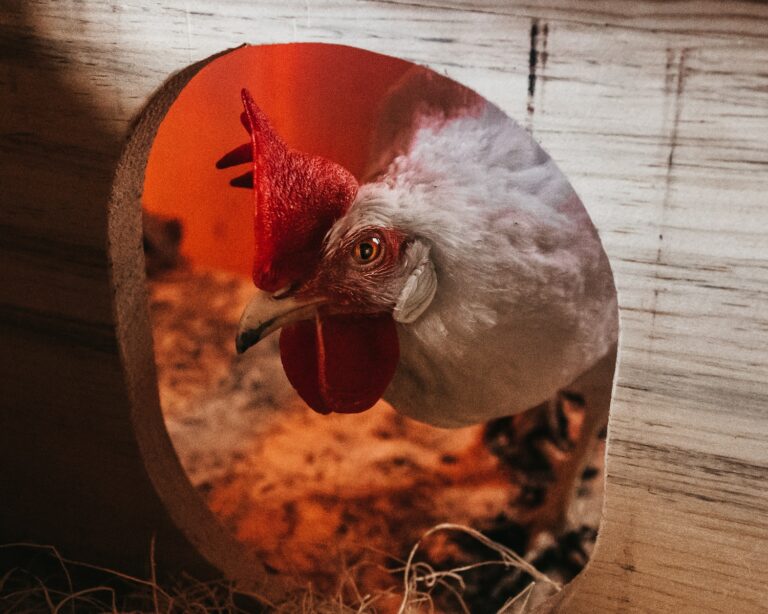 a white chicken with a red comb in a mirror