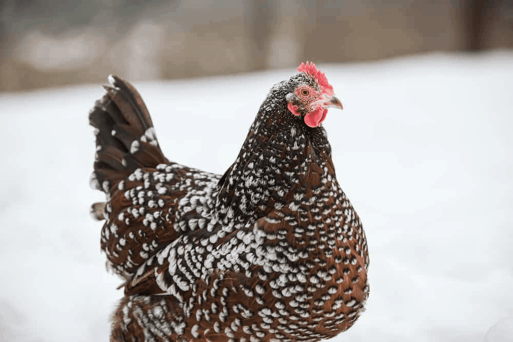 Speckled Sussex Chicken: Essential Facts and Care Tips