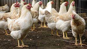 Amberlink Chicken: Breed Traits, Egg Production, and Care Essentials