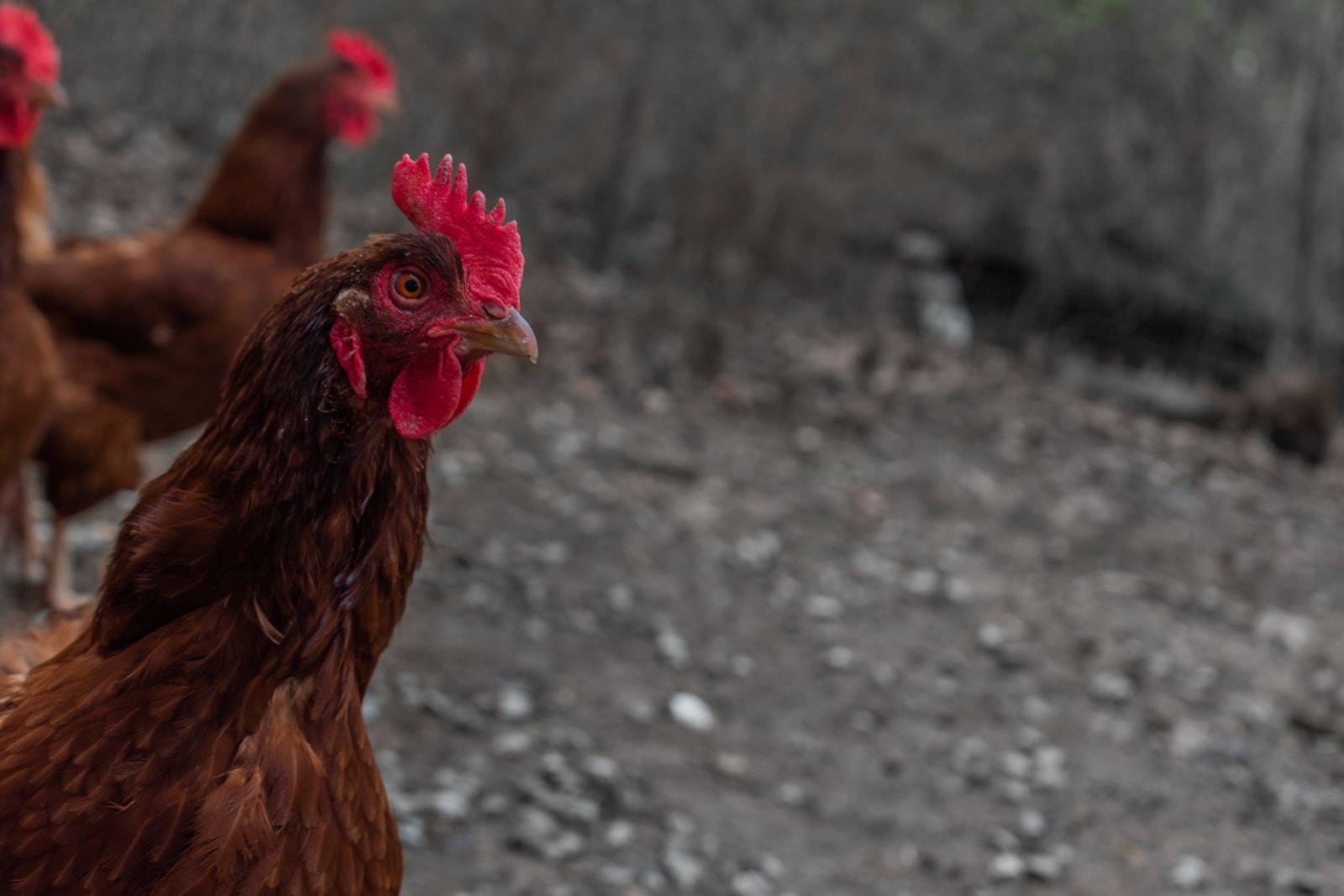 brown hen on gray ground