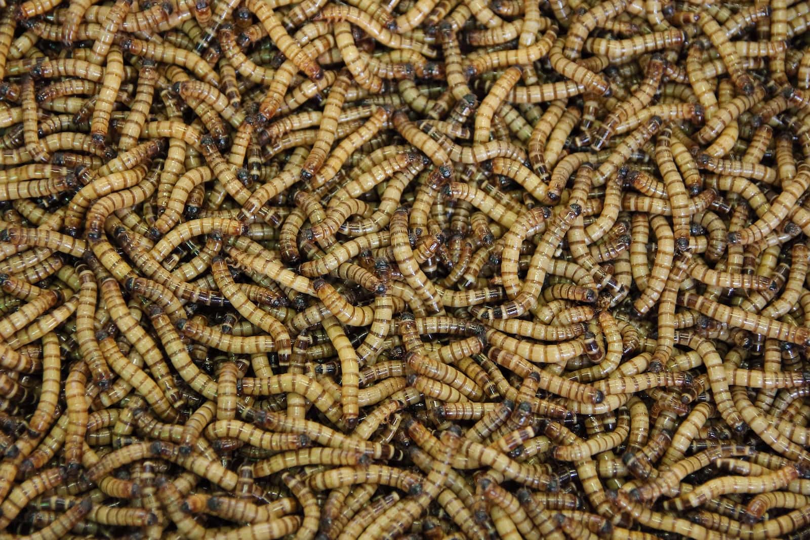 How to Grow Mealworms: A Step-by-Step Guide for Beginners