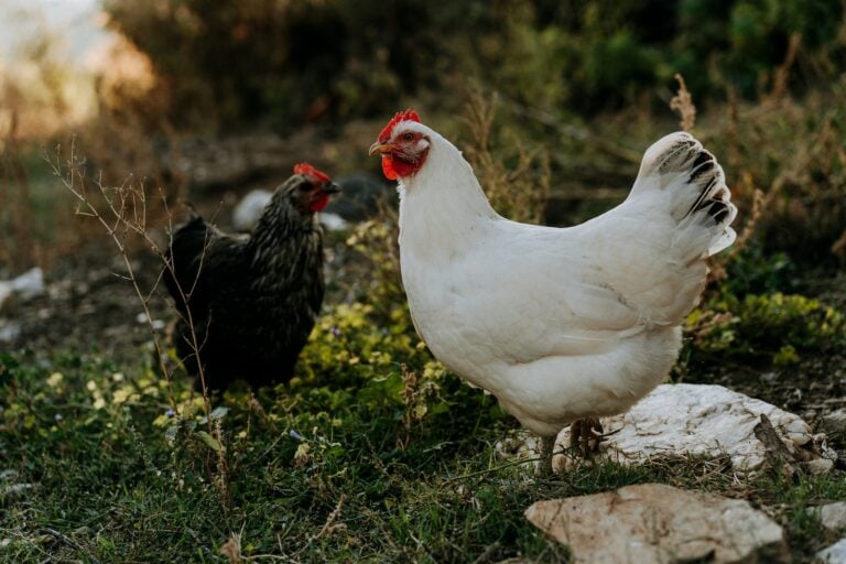 two black and white chickens