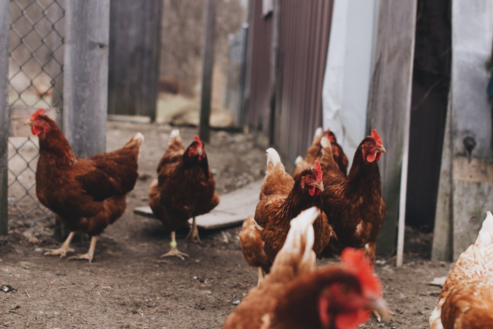 Expert Guide to Introducing New Chickens to Your Flock