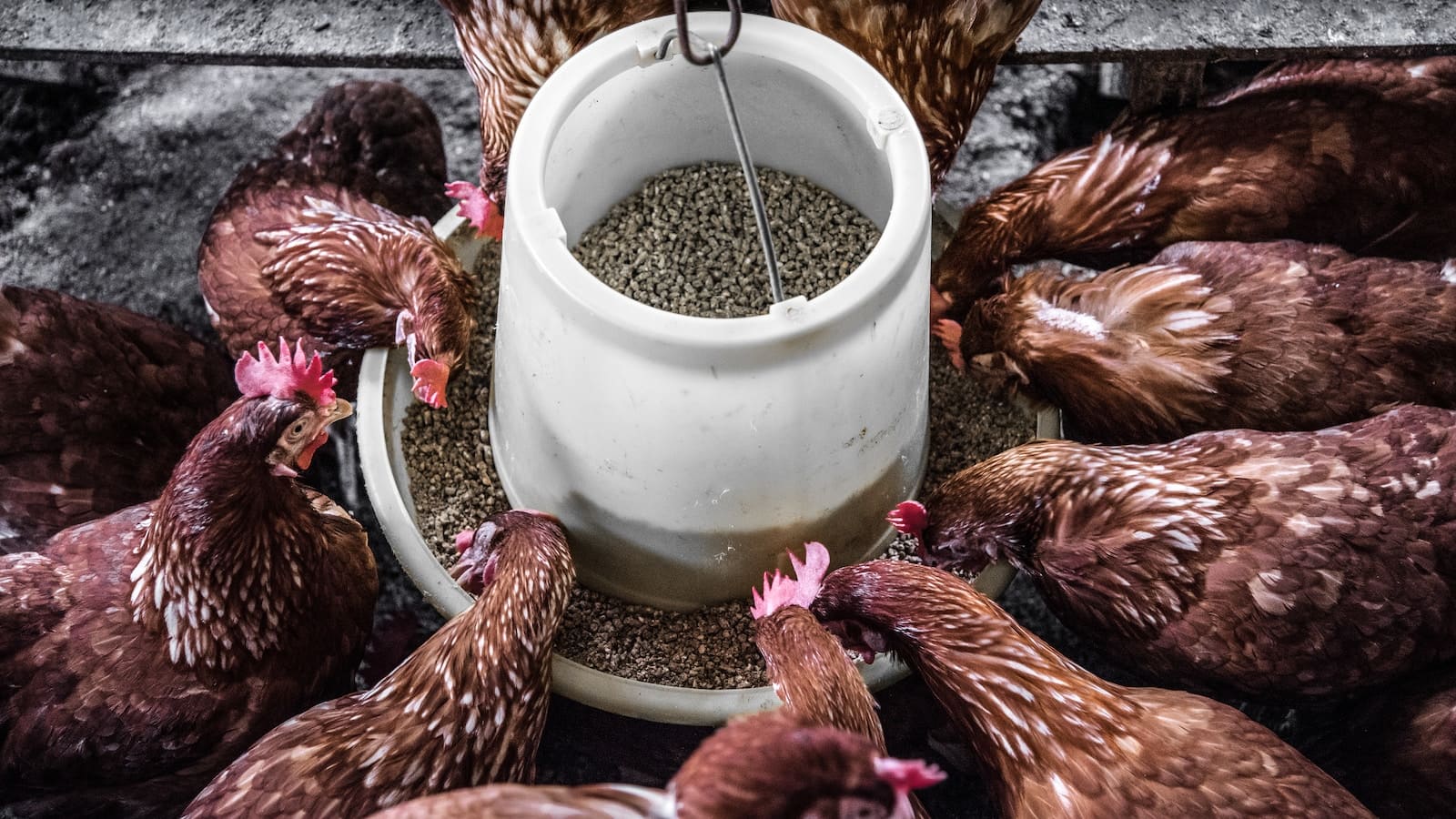 Chicken Nutrition: Beyond the Basics