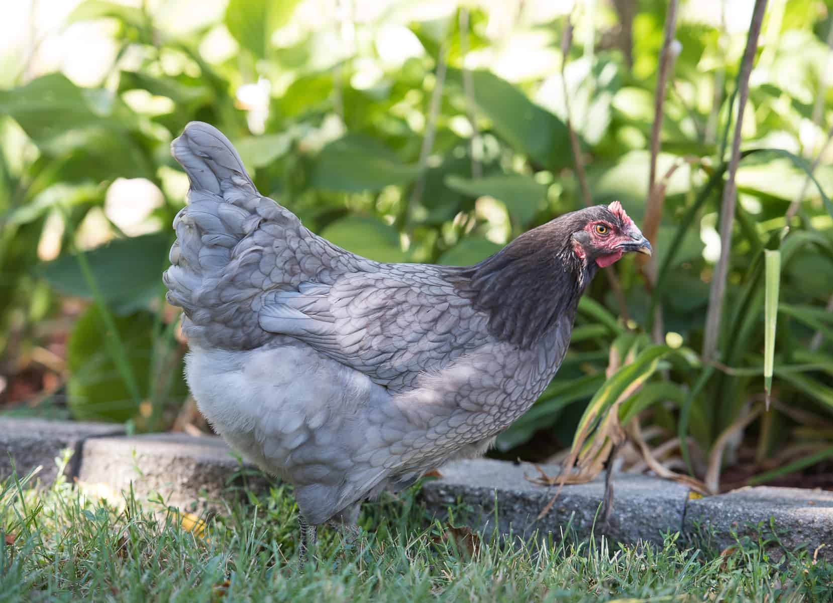 Sapphire Gem Chicken: Beauty and Benefits of This Unique Breed