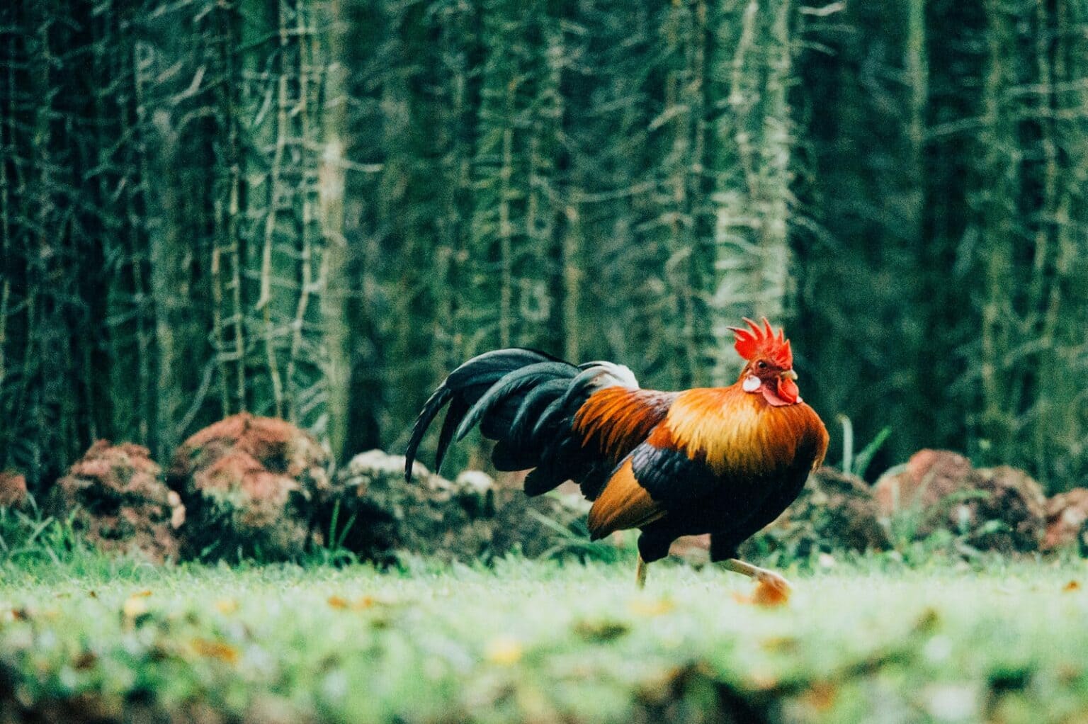 How Long Do Roosters Live? Factors Affecting Rooster Lifespan