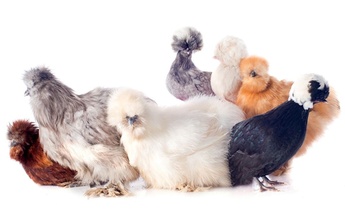 Bantam Chickens: Comprehensive Care and Breeding Guide